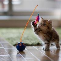 可爱猫咪qq头像:猫咪卖萌无罪_WWW.TQQA.COM