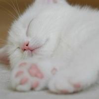 可爱猫咪qq头像:猫咪卖萌无罪_WWW.TQQA.COM