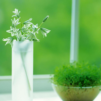 爱情就像凋落的玫瑰:静物唯美头像:花的世界_WWW.TQQA.COM