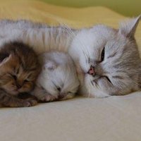 可爱猫猫qq头像:家里有只卖萌猫猫_WWW.TQQA.COM