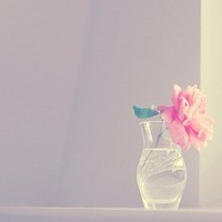静物花唯美qq头像:爱擦身而过_WWW.TQQA.COM