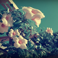 爱情就像凋落的玫瑰:静物唯美头像:花的世界_WWW.TQQA.COM