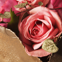 爱情就像凋落的玫瑰:静物唯美头像:花的世界_WWW.TQQA.COM