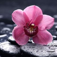 爱情就像凋落的玫瑰:静物唯美头像:花的世界_WWW.TQQA.COM