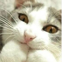 可爱猫猫qq头像:家里有只卖萌猫猫_WWW.TQQA.COM