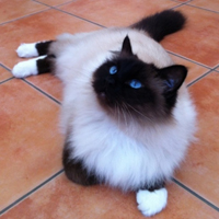 可爱喵星人+汪星人头像:可爱猫咪头像大全送给萌_WWW.TQQA.COM