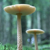 非人物:QQ空间唯美静物头像:蘑菇头像图片_WWW.TQQA.COM