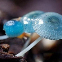 非人物:QQ空间唯美静物头像:蘑菇头像图片_WWW.TQQA.COM