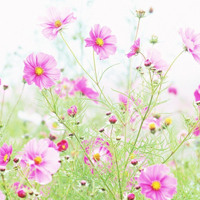 爱情就像凋落的玫瑰:静物唯美头像:花的世界_WWW.TQQA.COM