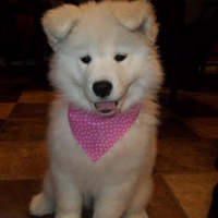 可爱喵星人+汪星人头像:可爱猫咪头像大全送给萌_WWW.TQQA.COM