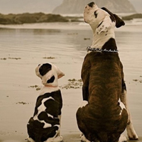 可爱喵星人+汪星人头像:可爱猫咪头像大全送给萌_WWW.TQQA.COM