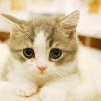 可爱猫咪qq头像:猫咪卖萌无罪_WWW.TQQA.COM