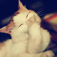 可爱猫猫qq头像:家里有只卖萌猫猫_WWW.TQQA.COM