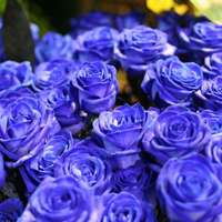 爱情就像凋落的玫瑰:静物唯美头像:花的世界_WWW.TQQA.COM