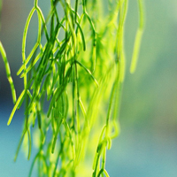 幸福的人是你:唯美清新静态头像:我是你的小太阳_WWW.TQQA.COM