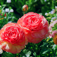 花的世界:唯美静态高清非人物头像:还你一个小清_WWW.TQQA.COM