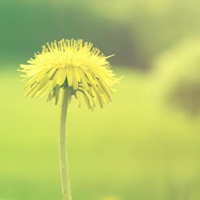 爱情就像凋落的玫瑰:静物唯美头像:花的世界_WWW.TQQA.COM