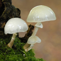 非人物:QQ空间唯美静物头像:蘑菇头像图片_WWW.TQQA.COM