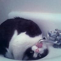 可爱喵星人+汪星人头像:可爱猫咪头像大全送给萌_WWW.TQQA.COM