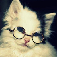 可爱猫猫qq头像:家里有只卖萌猫猫_WWW.TQQA.COM
