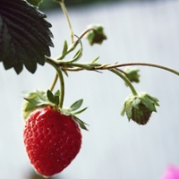 qq静态头像唯美小清新:QQ空间收藏必备精品头像大_WWW.TQQA.COM