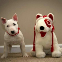 可爱喵星人+汪星人头像:可爱猫咪头像大全送给萌_WWW.TQQA.COM