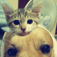 可爱猫猫qq头像:家里有只卖萌猫猫_WWW.TQQA.COM