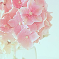 花的世界:唯美静态高清非人物头像:还你一个小清_WWW.TQQA.COM