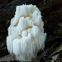 非人物:QQ空间唯美静物头像:蘑菇头像图片_WWW.TQQA.COM