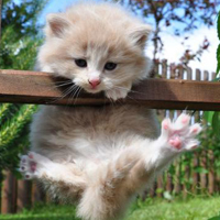 可爱猫猫qq头像:家里有只卖萌猫猫_WWW.TQQA.COM