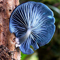 非人物:QQ空间唯美静物头像:蘑菇头像图片_WWW.TQQA.COM