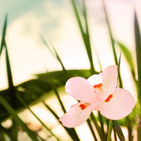 爱情就像凋落的玫瑰:静物唯美头像:花的世界_WWW.TQQA.COM