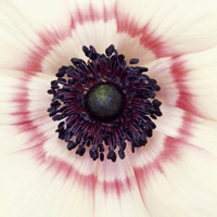 花的世界:唯美静态高清非人物头像:还你一个小清_WWW.TQQA.COM