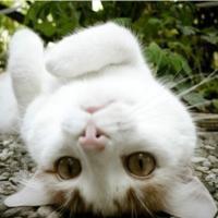 可爱猫咪qq头像:猫咪卖萌无罪_WWW.TQQA.COM