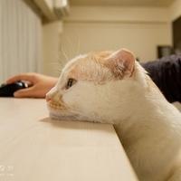 可爱猫咪qq头像:猫咪卖萌无罪_WWW.TQQA.COM