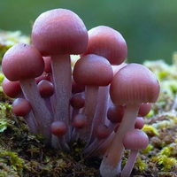 非人物:QQ空间唯美静物头像:蘑菇头像图片_WWW.TQQA.COM