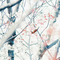 qq静态头像唯美小清新:QQ空间收藏必备精品头像大_WWW.TQQA.COM