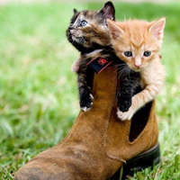 可爱喵星人+汪星人头像:可爱猫咪头像大全送给萌_WWW.TQQA.COM