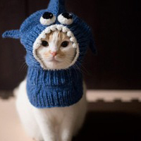 2016:可爱猫咪头像:小可爱我的小猫咪_WWW.TQQA.COM