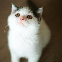 可爱卖萌的小猫头像_WWW.TQQA.COM