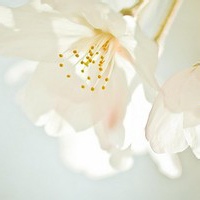 唯美花朵头像图片:花海世界满是情_WWW.TQQA.COM