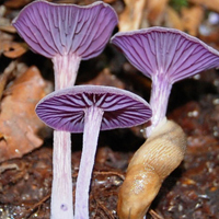 非人物:QQ空间唯美静物头像:蘑菇头像图片_WWW.TQQA.COM