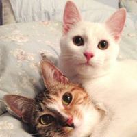 可爱喵星人+汪星人头像:可爱猫咪头像大全送给萌_WWW.TQQA.COM