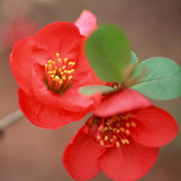 花的世界:唯美静态高清非人物头像:还你一个小清_WWW.TQQA.COM