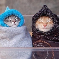 可爱喵星人+汪星人头像:可爱猫咪头像大全送给萌_WWW.TQQA.COM