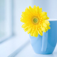 QQ空间静态唯美花头像:花海的世界_WWW.TQQA.COM