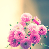 爱情就像凋落的玫瑰:静物唯美头像:花的世界_WWW.TQQA.COM