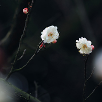 爱情就像凋落的玫瑰:静物唯美头像:花的世界_WWW.TQQA.COM