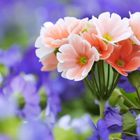 爱情就像凋落的玫瑰:静物唯美头像:花的世界_WWW.TQQA.COM