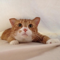 可爱喵星人+汪星人头像:可爱猫咪头像大全送给萌_WWW.TQQA.COM